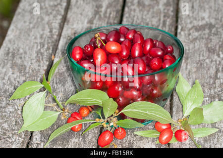 Cornelian Cherry, Obst, Kornelkirsche, Kornel-ueberzeugt, Kornellkirsche, Kornel, Früchte, Frucht, Cornus Mas, Cornouiller Mâle Stockfoto