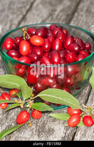 Cornelian Cherry, Obst, Kornelkirsche, Kornel-ueberzeugt, Kornellkirsche, Kornel, Früchte, Frucht, Cornus Mas, Cornouiller Mâle Stockfoto