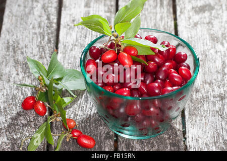 Cornelian Cherry, Obst, Kornelkirsche, Kornel-ueberzeugt, Kornellkirsche, Kornel, Früchte, Frucht, Cornus Mas, Cornouiller Mâle Stockfoto