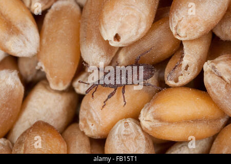 Weizen-Rüsselkäfer, Getreidespeicher Rüsselkäfer, Korn Rüsselkäfer, Schwarzer Kornkäfer Sitophilus Granarius, Calandra Canaria, Curculio Contractus Stockfoto