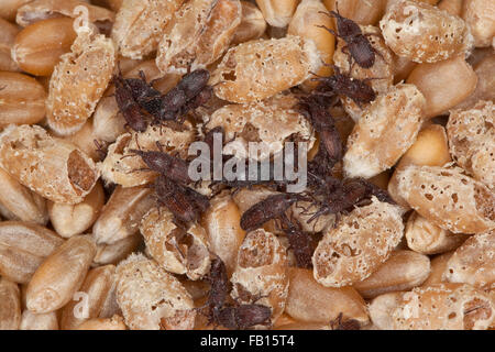 Weizen-Rüsselkäfer, Getreidespeicher Rüsselkäfer, Korn Rüsselkäfer, Schwarzer Kornkäfer Sitophilus Granarius, Calandra Canaria, Curculio Contractus Stockfoto