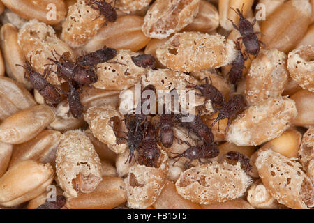 Weizen-Rüsselkäfer, Getreidespeicher Rüsselkäfer, Korn Rüsselkäfer, Schwarzer Kornkäfer Sitophilus Granarius, Calandra Canaria, Curculio Contractus Stockfoto