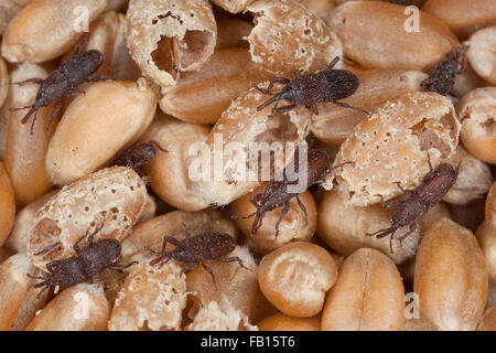 Weizen-Rüsselkäfer, Getreidespeicher Rüsselkäfer, Korn Rüsselkäfer, Schwarzer Kornkäfer Sitophilus Granarius, Calandra Canaria, Curculio Contractus Stockfoto