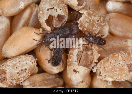 Weizen-Rüsselkäfer, Getreidespeicher Rüsselkäfer, Korn Rüsselkäfer, Schwarzer Kornkäfer Sitophilus Granarius, Calandra Canaria, Curculio Contractus Stockfoto