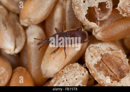 Weizen-Rüsselkäfer, Getreidespeicher Rüsselkäfer, Korn Rüsselkäfer, Schwarzer Kornkäfer Sitophilus Granarius, Calandra Canaria, Curculio Contractus Stockfoto