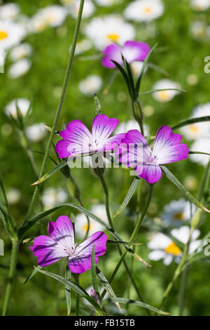 Gemeinsamen Mais-Herzmuschel, Corncockle, Mais Cockle, Gewöhnliche Kornrade, Ackerrade, Kornnelke, Kornrose, Agrostemma umbellatum Stockfoto