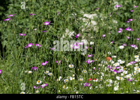 Gemeinsamen Mais-Herzmuschel, Corncockle, Mais Cockle, Gewöhnliche Kornrade, Ackerrade, Kornnelke, Kornrose, Agrostemma umbellatum Stockfoto