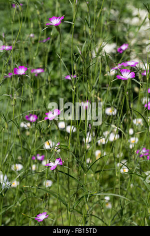 Gemeinsamen Mais-Herzmuschel, Corncockle, Mais Cockle, Gewöhnliche Kornrade, Ackerrade, Kornnelke, Kornrose, Agrostemma umbellatum Stockfoto