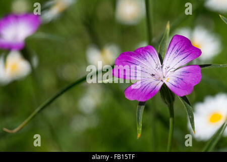 Gemeinsamen Mais-Herzmuschel, Corncockle, Mais Cockle, Gewöhnliche Kornrade, Ackerrade, Kornnelke, Kornrose, Agrostemma umbellatum Stockfoto