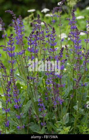 Woodland-Salbei, Wald-Salbei, Balkan Clary, wilder Salbei, Steppensalbei, Steppen-Salbei, Hain-Salbei, Hainsalbei, Salvia nemorosa Stockfoto