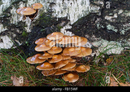 Ummantelten Stockschwämmchen, Gemeines Stockschwämmchen, Stockschüppling, Kuehneromyces Mutabiles, Galerina Stockschwämmchen Pholiota Stockschwämmchen Stockfoto