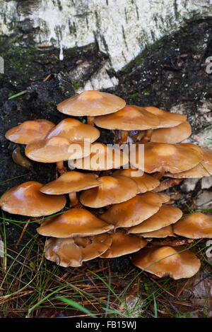 Ummantelten Stockschwämmchen, Gemeines Stockschwämmchen, Stockschüppling, Kuehneromyces Mutabiles, Galerina Stockschwämmchen Pholiota Stockschwämmchen Stockfoto