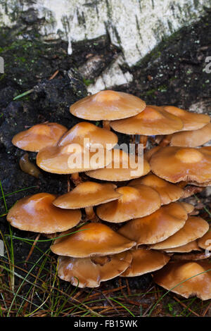 Ummantelten Stockschwämmchen, Gemeines Stockschwämmchen, Stockschüppling, Kuehneromyces Mutabiles, Galerina Stockschwämmchen Pholiota Stockschwämmchen Stockfoto