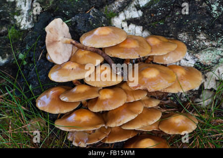 Ummantelten Stockschwämmchen, Gemeines Stockschwämmchen, Stockschüppling, Kuehneromyces Mutabiles, Galerina Stockschwämmchen Pholiota Stockschwämmchen Stockfoto