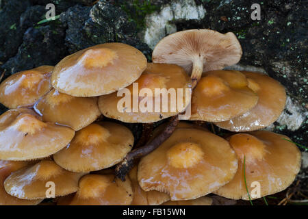 Ummantelten Stockschwämmchen, Gemeines Stockschwämmchen, Stockschüppling, Kuehneromyces Mutabiles, Galerina Stockschwämmchen Pholiota Stockschwämmchen Stockfoto