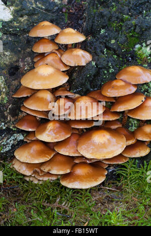 Ummantelten Stockschwämmchen, Gemeines Stockschwämmchen, Stockschüppling, Kuehneromyces Mutabiles, Galerina Stockschwämmchen Pholiota Stockschwämmchen Stockfoto