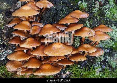 Ummantelten Stockschwämmchen, Gemeines Stockschwämmchen, Stockschüppling, Kuehneromyces Mutabiles, Galerina Stockschwämmchen Pholiota Stockschwämmchen Stockfoto