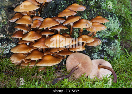 Ummantelten Stockschwämmchen, Gemeines Stockschwämmchen, Stockschüppling, Kuehneromyces Mutabiles, Galerina Stockschwämmchen Pholiota Stockschwämmchen Stockfoto