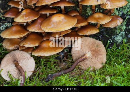 Ummantelten Stockschwämmchen, Gemeines Stockschwämmchen, Stockschüppling, Kuehneromyces Mutabiles, Galerina Stockschwämmchen Pholiota Stockschwämmchen Stockfoto