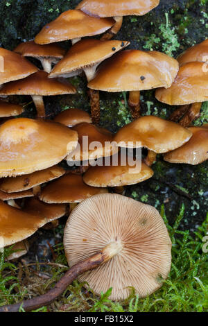 Ummantelten Stockschwämmchen, Gemeines Stockschwämmchen, Stockschüppling, Kuehneromyces Mutabiles, Galerina Stockschwämmchen Pholiota Stockschwämmchen Stockfoto