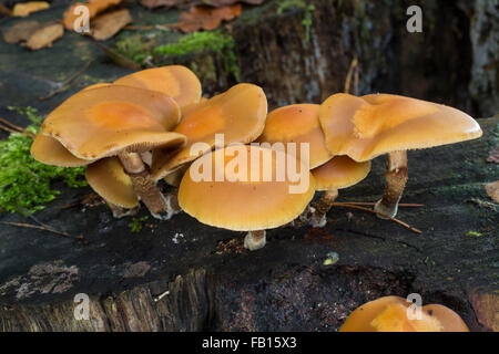 Ummantelten Stockschwämmchen, Gemeines Stockschwämmchen, Stockschüppling, Kuehneromyces Mutabiles, Galerina Stockschwämmchen Pholiota Stockschwämmchen Stockfoto