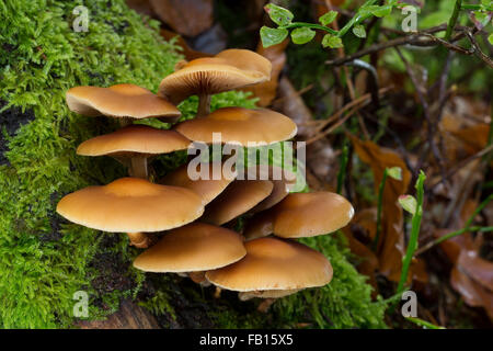 Ummantelten Stockschwämmchen, Gemeines Stockschwämmchen, Stockschüppling, Kuehneromyces Mutabiles, Galerina Stockschwämmchen Pholiota Stockschwämmchen Stockfoto