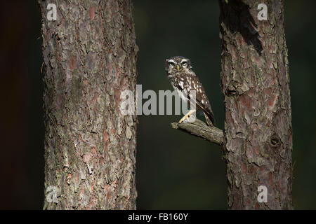 Kleine Eule / Minervas Eule / Steinkauz (Athene Noctua) thront auf einem Ast zwischen zwei Bäumen sieht ernst. Stockfoto