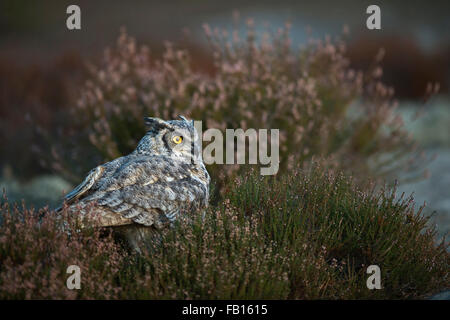 Großhorneule / Tigereule / Virginia-Uhu ( Bubo virginianus ) versteckt sich auf dem Boden zwischen Heidekrautbüschen, hellgelbe Augen, Nordamerika, USA. Stockfoto