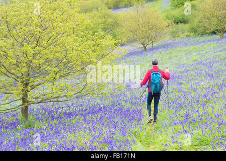 Reife männliche Walker, Wanderer auf Fußweg durch das Bluebells in Newton Holz in der Nähe von roseberry Topping, North York Moors National Park. Großbritannien Stockfoto