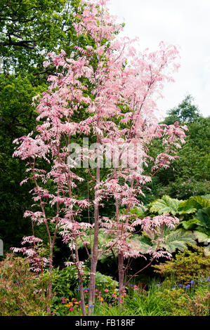 TOONA SINENSIS FLAMINGO Stockfoto