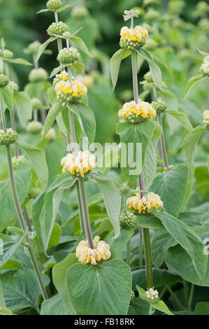 PHLOMIS RUSSELIANA Stockfoto