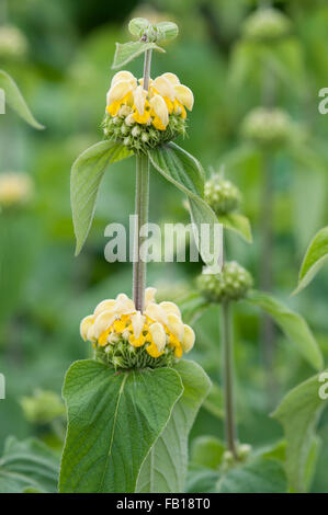 PHLOMIS RUSSELIANA Stockfoto