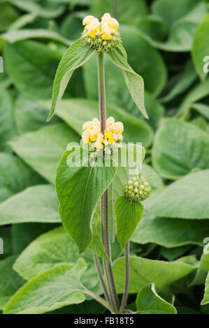 PHLOMIS RUSSELIANA Stockfoto