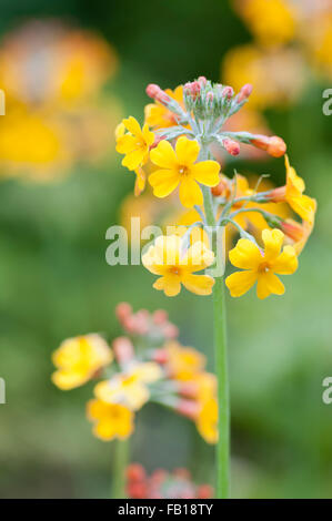 PRIMULA BULLEYANA Stockfoto