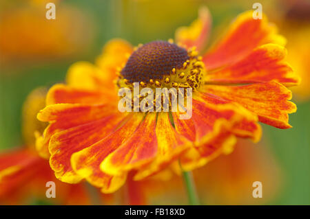 HELENIUM ZIMBELSTERN Stockfoto