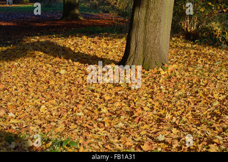 Um einen Baum Blätter im Herbst. Stockfoto