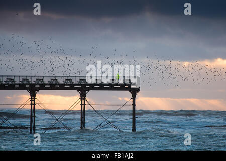 Aberystwyth Wales UK, Mittwoch, 7. Januar 2015 UK Wetter: ein einsamer Mitarbeiter Partrols das Deck von Aberystwyth Pier wie die Stare fliegen zum Schlafplatz bei Sonnenuntergang über die Cardigan Bay an der Westküste von Wales Bildnachweis: Keith Morris/Alamy Live News Stockfoto