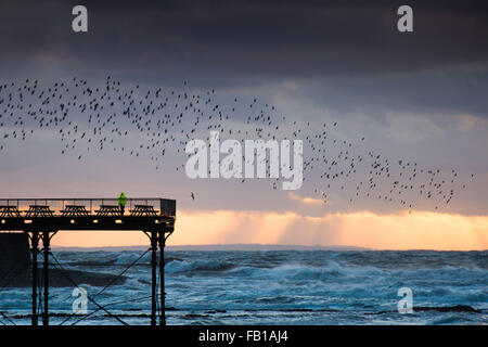 Aberystwyth Wales UK, Mittwoch, 7. Januar 2015 UK Wetter: ein einsamer Mitarbeiter Partrols das Deck von Aberystwyth Pier wie die Stare fliegen zum Schlafplatz bei Sonnenuntergang über die Cardigan Bay an der Westküste von Wales Bildnachweis: Keith Morris/Alamy Live News Stockfoto