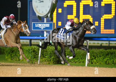 DUBAI, Vereinigte Arabische Emirate, 7. Januar 2016. Tadhg O'Shea AAl Maktoum Challenge R1 präsentiert von Longines Dolce Vita Collection gewinnt bei der Meydan Rennstrecke. O' Shea fuhr Le Berarndin, im Besitz von His Highness Shaikh Ahmed bin Mohd Al Maktoum Credit: Feroz Khan/Alamy Live News Stockfoto