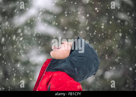Seitenansicht der junge Zunge Schneeflocken fangen Stockfoto