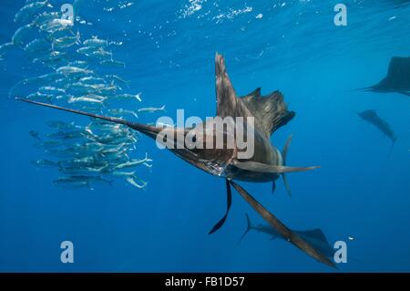 Unterwasser-Blick Gruppe von Sailfish corralling Sardine Untiefe, Isla Contoy Insel, Quintana Roo, Mexiko Stockfoto