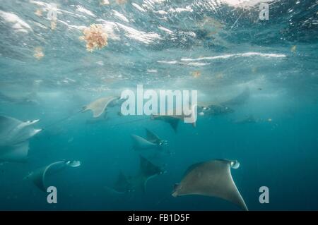 Unterwasser-Blick von Mobula Rochen sammeln für die Migration auf der Halbinsel Yucatan, Isla Contoy Insel, Quintana Roo, Mexiko Stockfoto