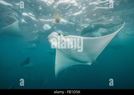 Unterwasser-Blick von Mobula Rochen sammeln für die Migration auf der Halbinsel Yucatan, Isla Contoy Insel, Quintana Roo, Mexiko Stockfoto