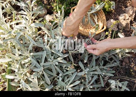 Reife Frau, die Gartenarbeit, Zerlegebetrieb mit Gartenschere, niedrige Abschnitt Stockfoto
