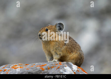 Amerikanische Pika (Ochotona Princeps) in alpinen Regionen Kanadas heimisch und westlichen USA, erste Opfer auf globale Klima ändern Stockfoto