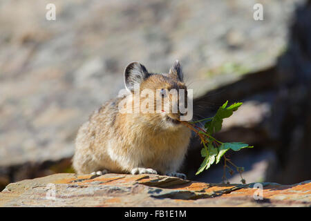 Amerikanische Pika (Ochotona Princeps) in alpinen Regionen Kanadas heimisch und westlichen USA, sammeln von Vegetation in felsigem Gelände Stockfoto