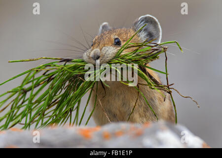 Amerikanische Pika (Ochotona Princeps) in alpinen Regionen von Kanada und den USA, mit Bissen der Vegetation in felsigem Gelände heimisch Stockfoto