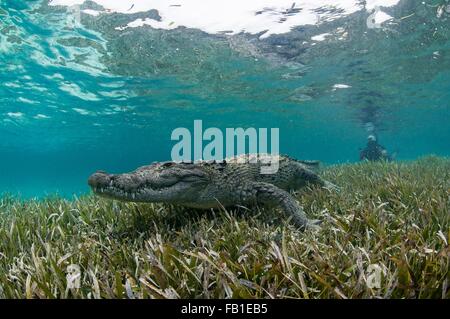 Unterwasser-Blick des Krokodils auf Seegras im flachen Wasser, Chinchorro-Atoll, Quintana Roo, Mexiko Stockfoto