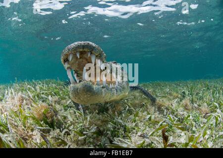 Unterwasser Vorderansicht des Krokodils auf Seegras, Mund öffnen zeigt Zähne, Chinchorro-Atoll, Quintana Roo, Mexiko Stockfoto