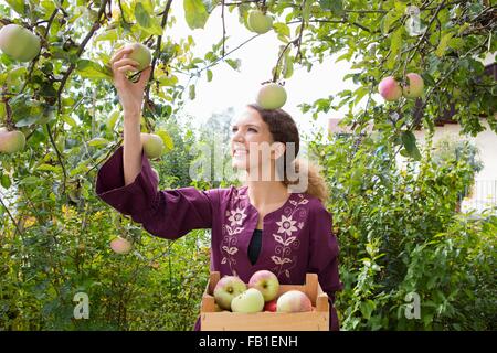 Teenager-Mädchen pflücken Äpfel im Obstgarten Stockfoto